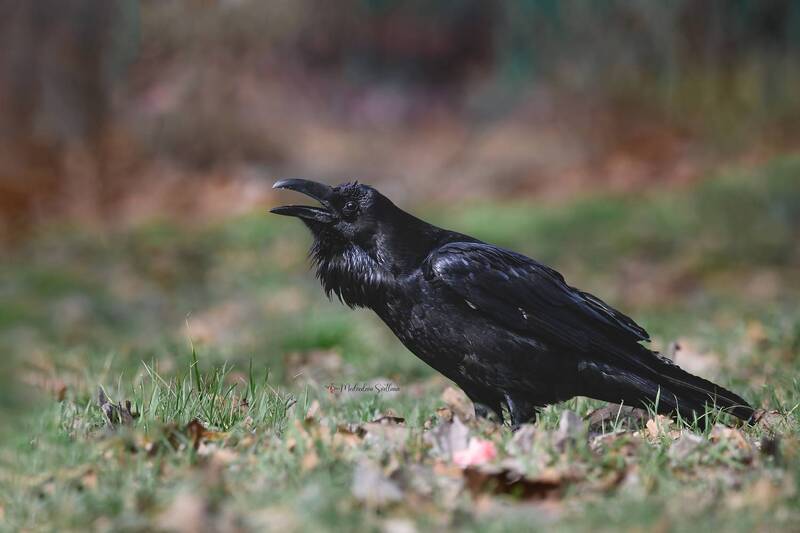 фотоохота, птица, ворон Кар-кар! фото превью