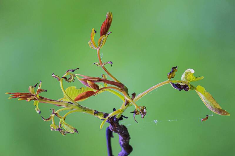 грецкий, орех *** фото превью