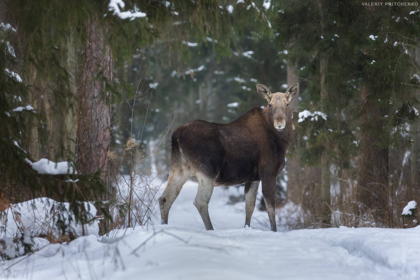 , Валерий Притченко