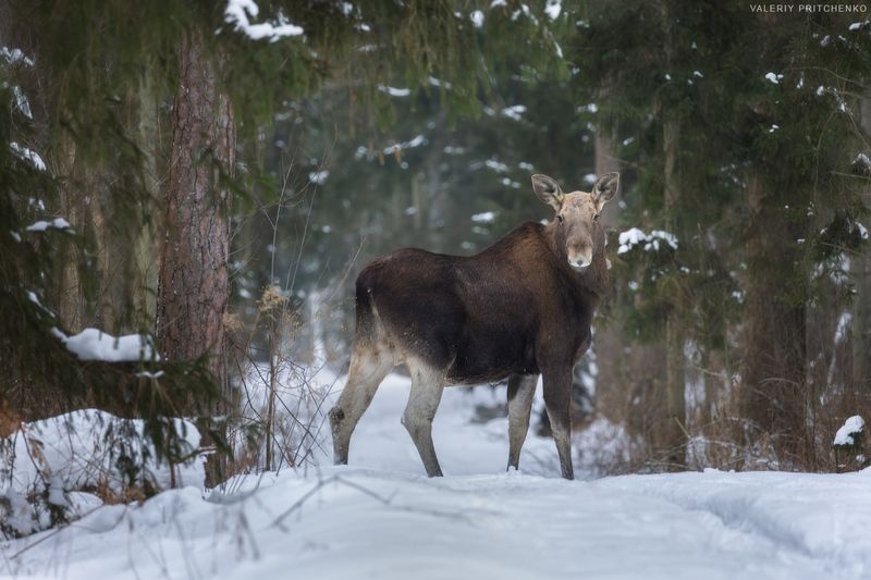 Лось в зимнем лесу Куршской косы фото превью