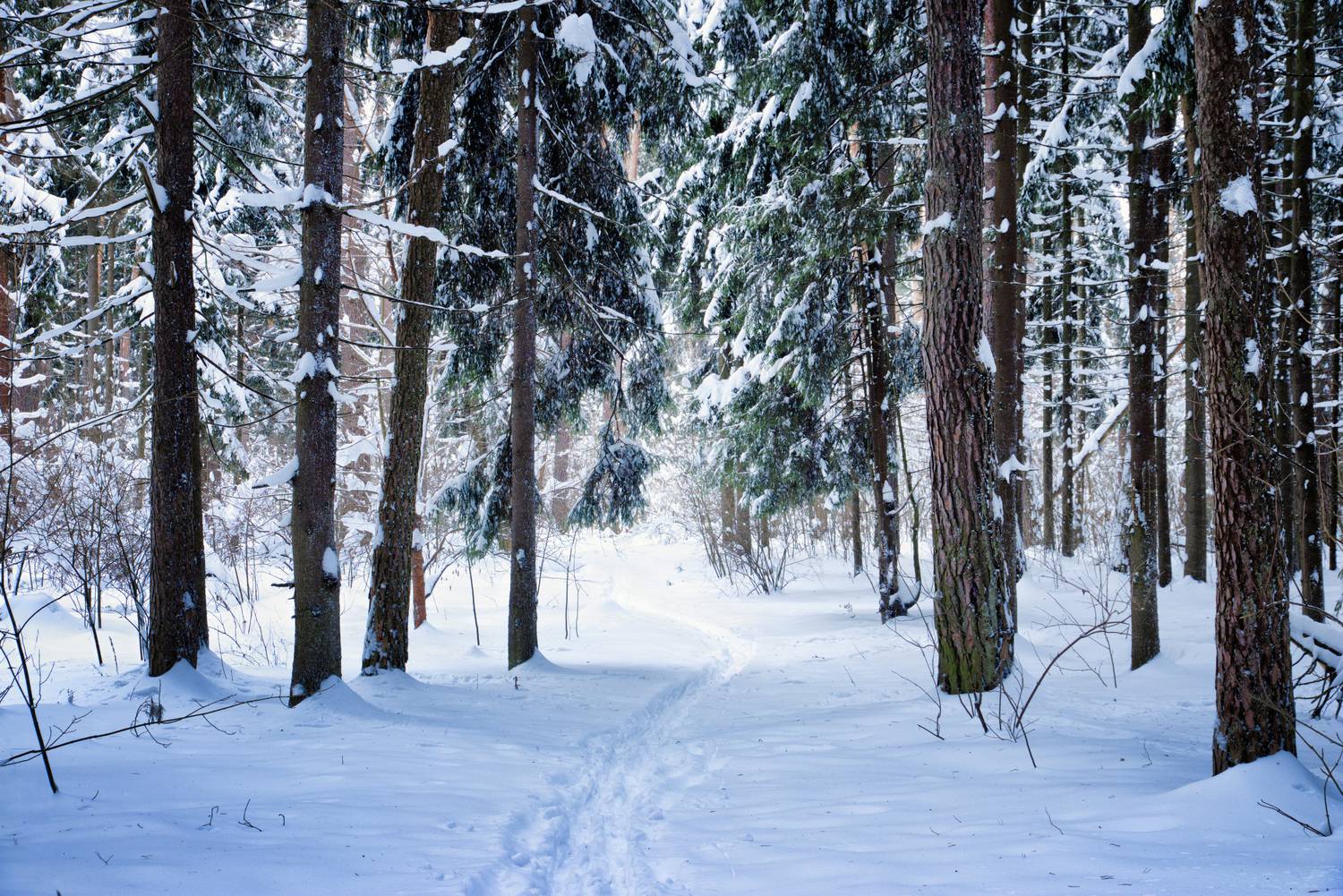 лес, снег, зима, Валерий Вождаев