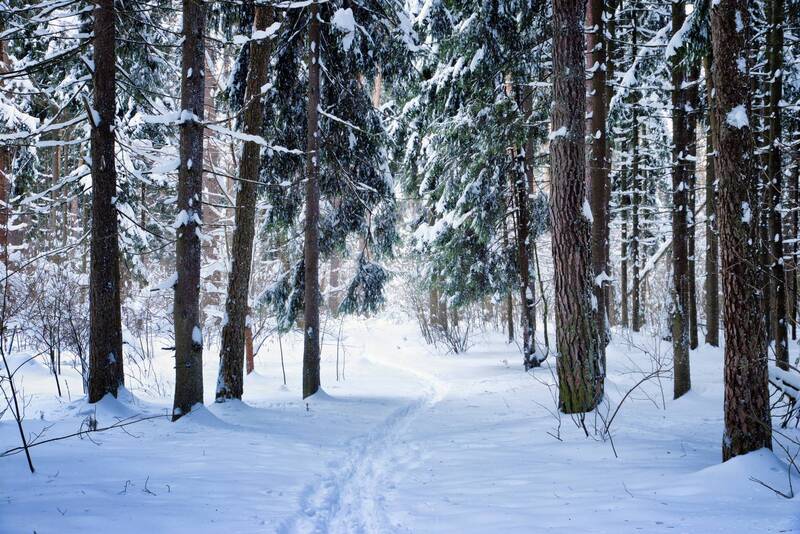 лес, снег, зима В заснеженном лесу фото превью