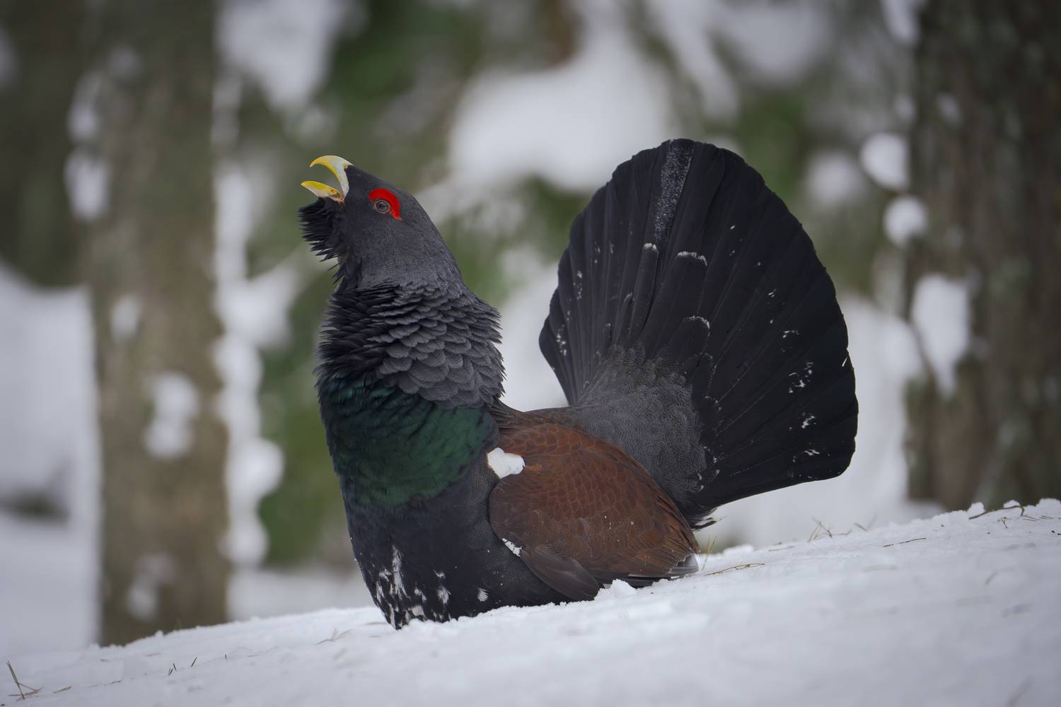 глухарь, Mikhail Ioannisian