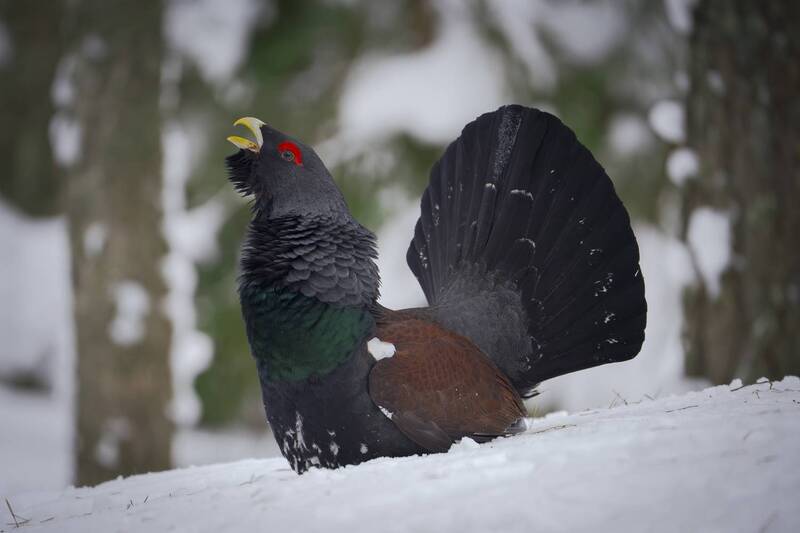 глухарь  фото превью