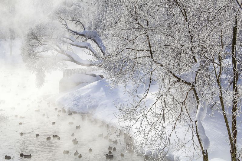 Киров, парк им.Кирова, зима Морозный денек фото превью