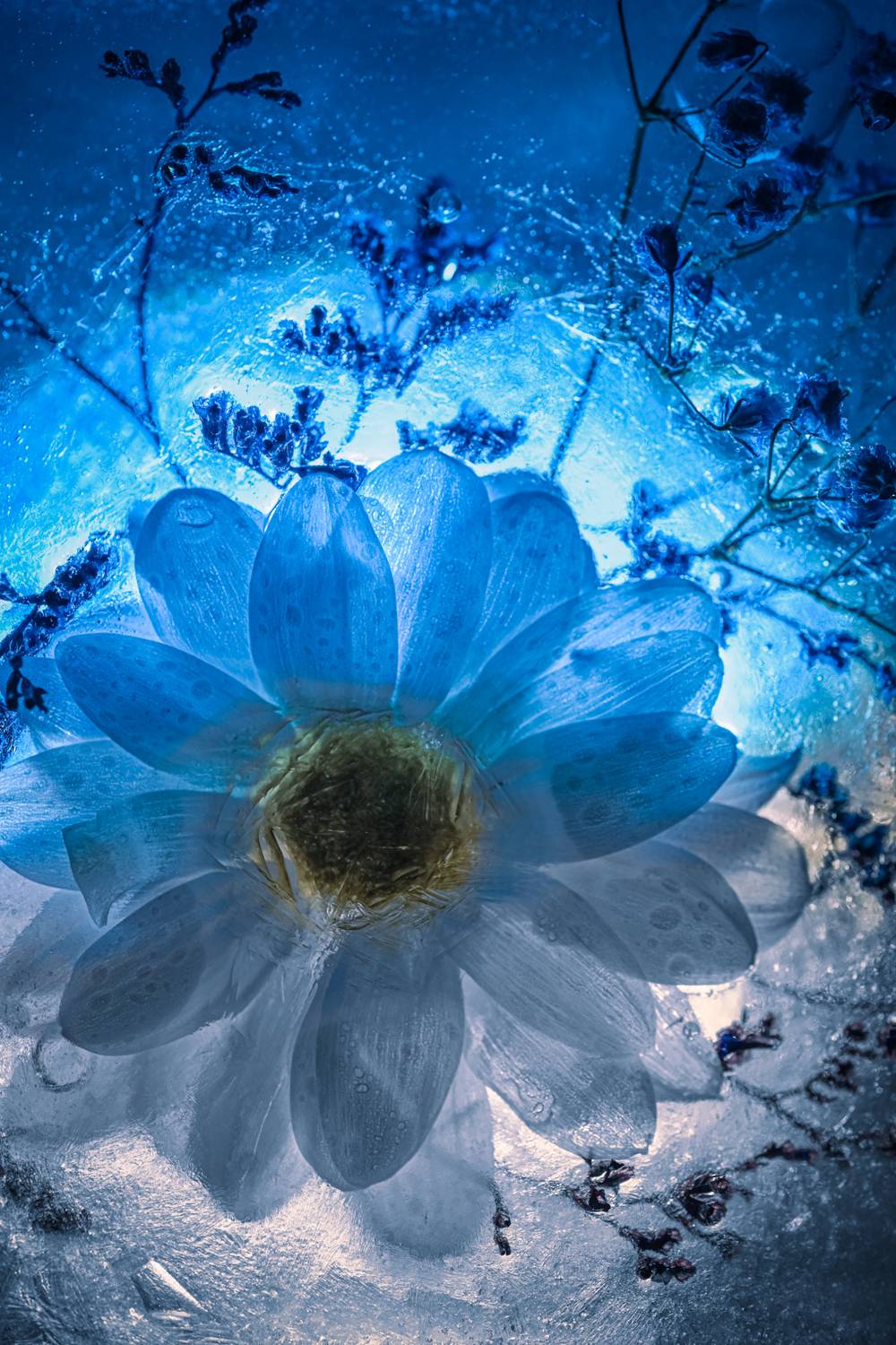 , Елена Литовская