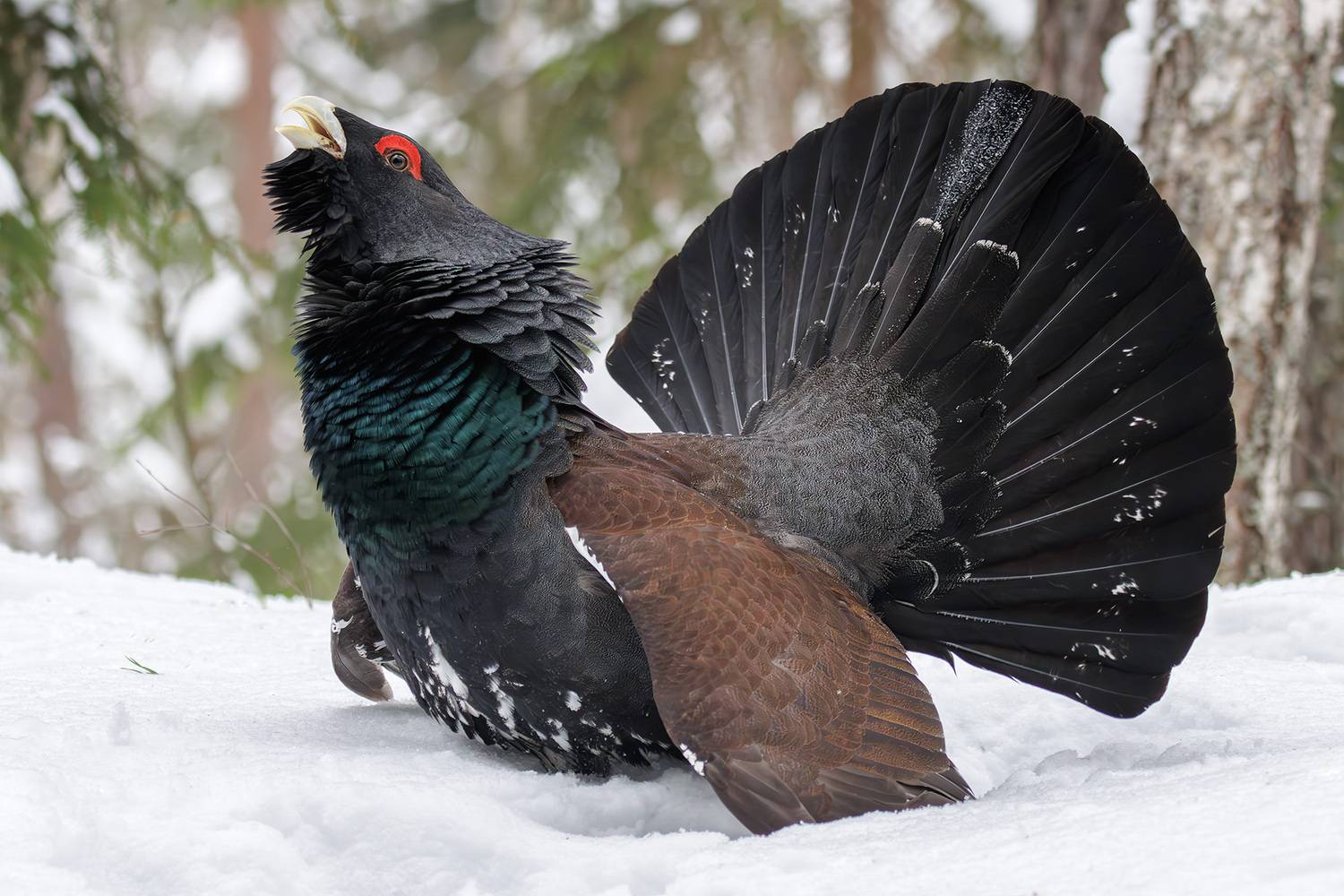 , Морозов Сергей