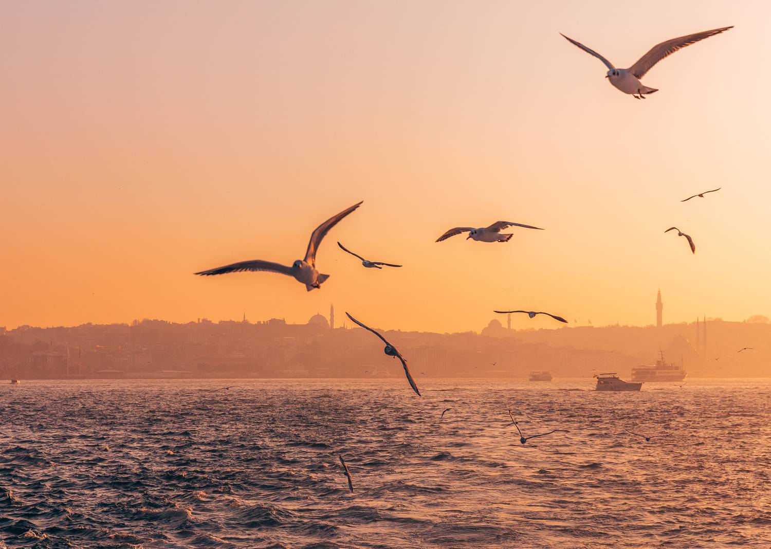 , Трепольский Дмитрий