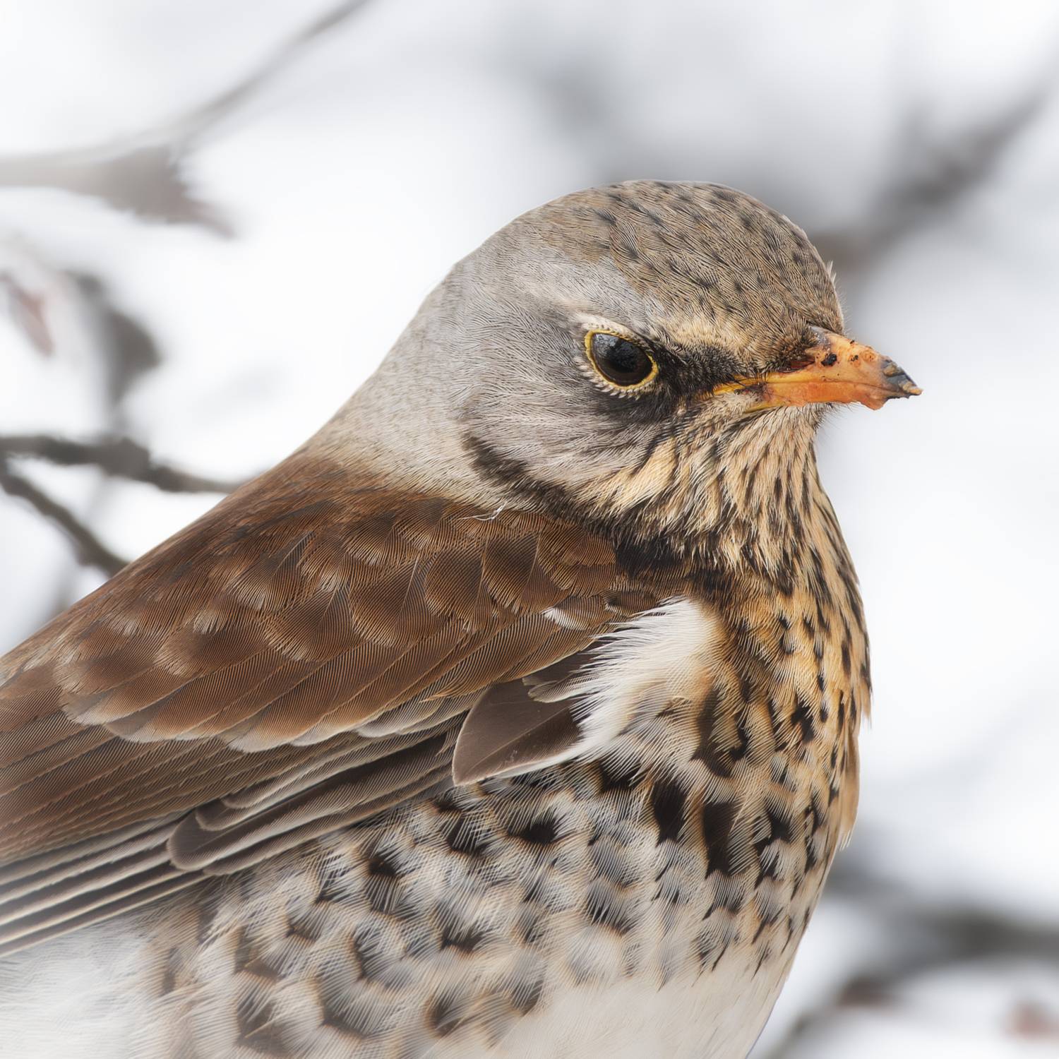 wildlife, birdwatching, nature, bird photography, птица, фотоохота, природа, рябинник, Полина Шальнева