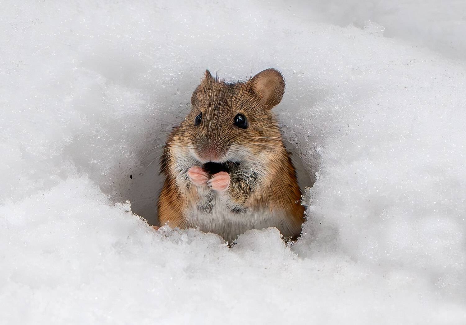 зима, лес, мышь, Makarov Viktor