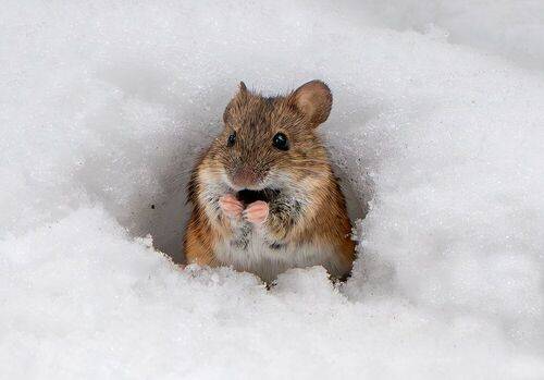 Запахло весной