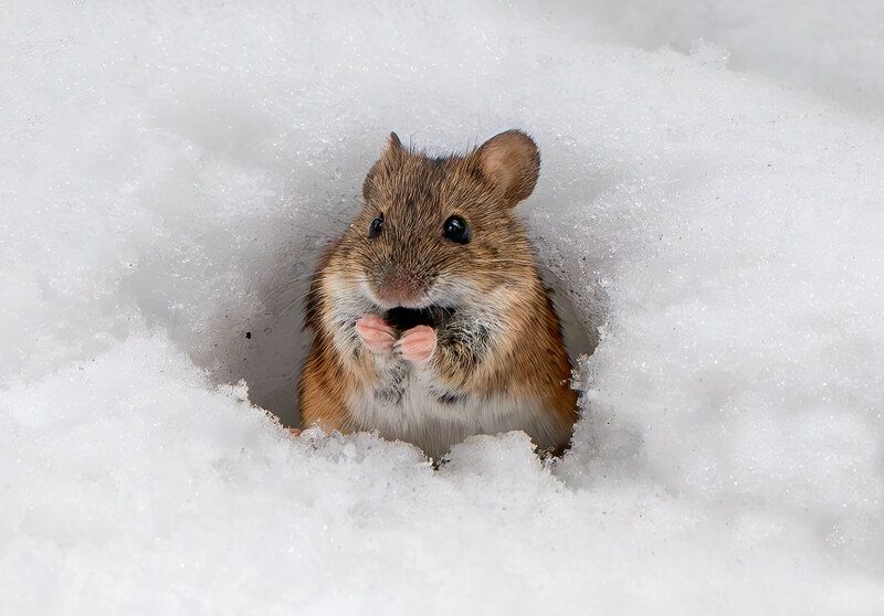 зима, лес, мышь Запахло весной фото превью