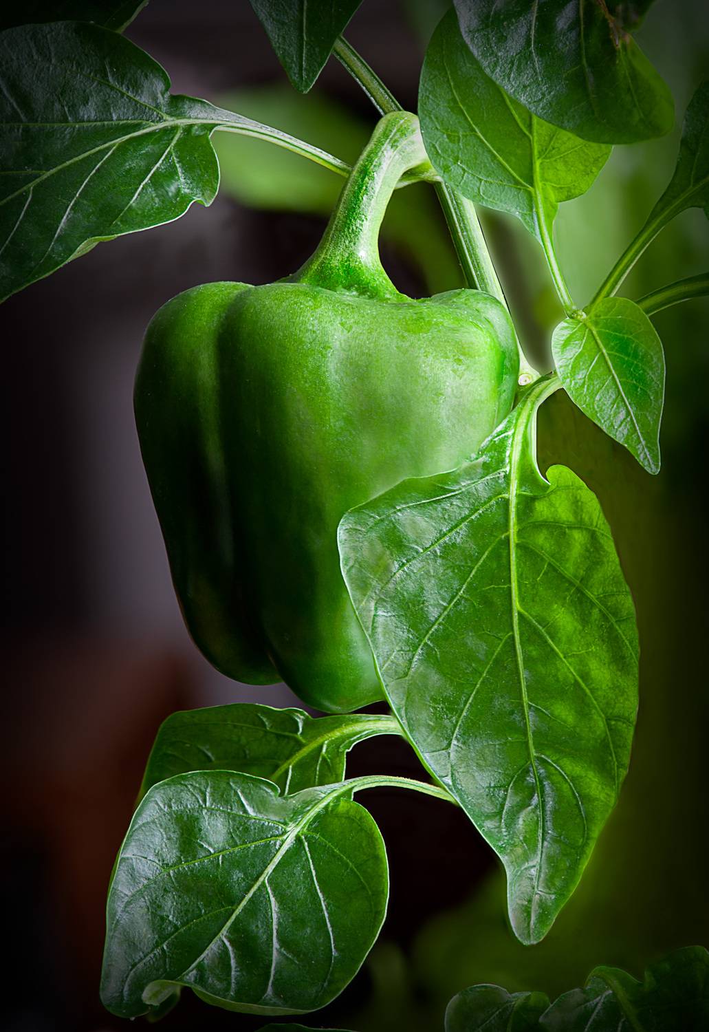 болгарский перец. зеленый перец, овощи, Ходос Илья