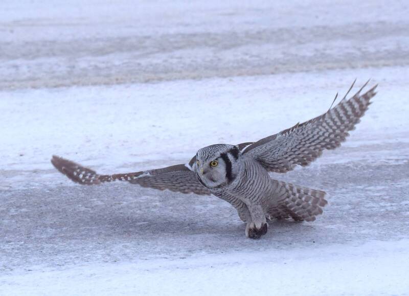 Мышатница фото превью