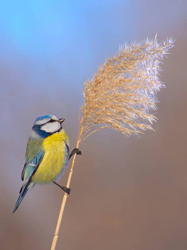 лазоревка, parus caeruleus, желна, dryocopus martius Возвращение Персефоны фото превью