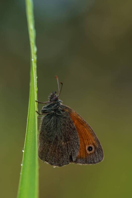 На стебельке фото превью