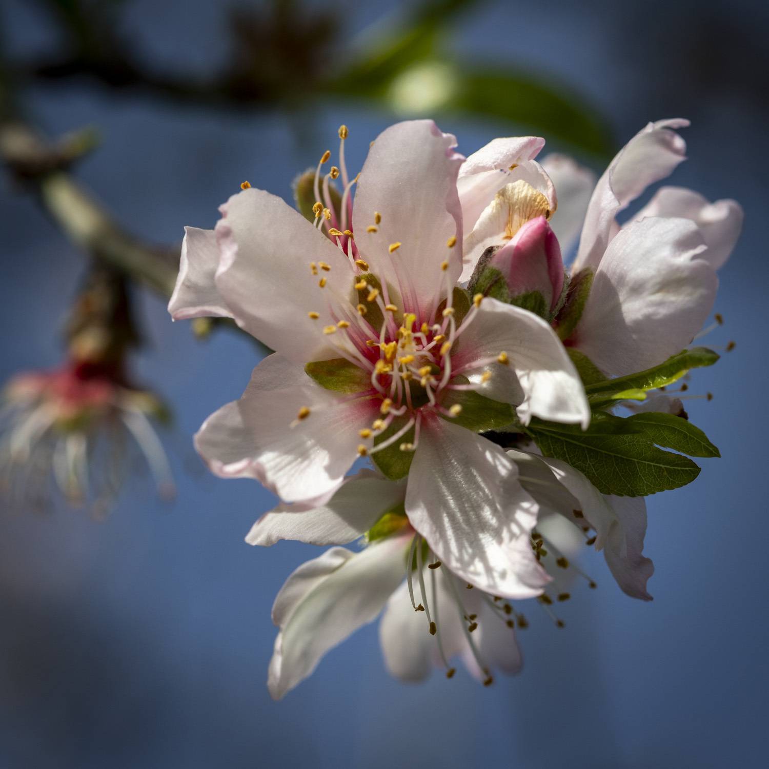 flowers, macro, nature, trees, closeup, blooming, Nikolay Tatarchuk