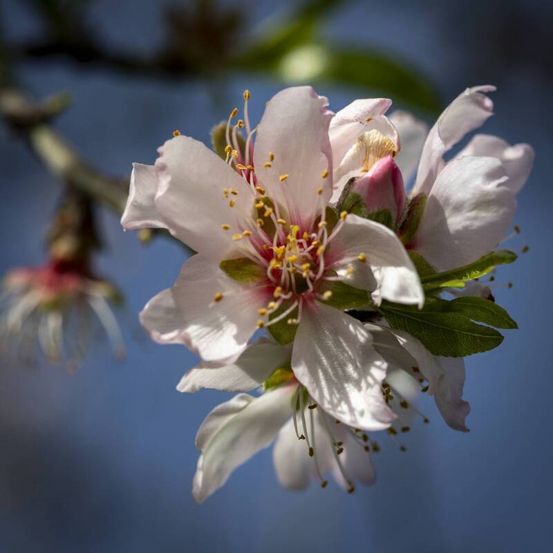 flowers, macro, nature, trees, closeup, blooming almond tree flower фото превью