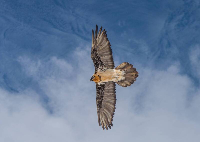 бородач Бородач фото превью