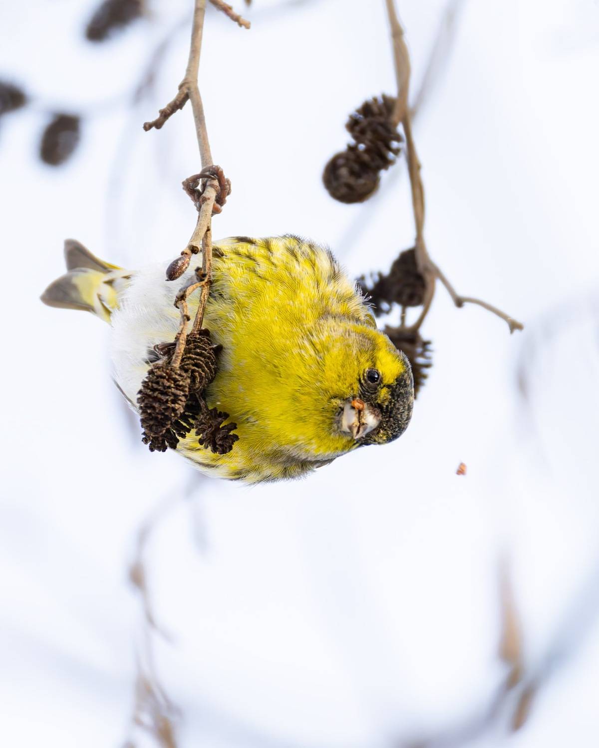 чиж, птицы, Ruslan Pl