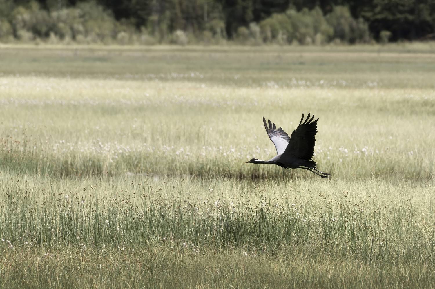 горный алтай, улаганский район, журавль красавка, Андреева Светлана