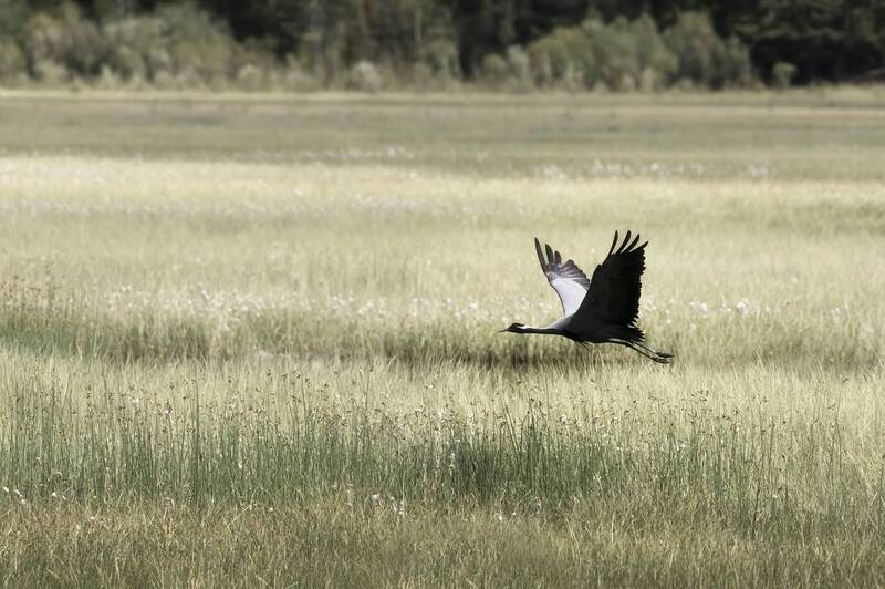 горный алтай, улаганский район, журавль красавка Журавль красавка фото превью