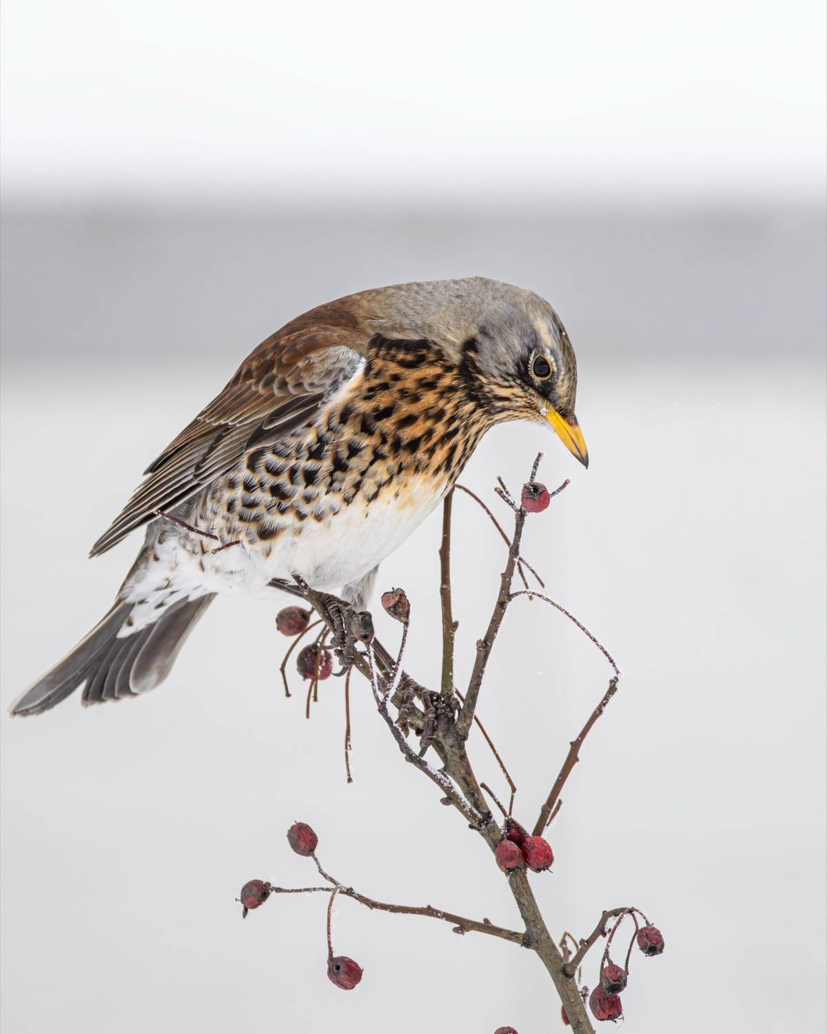 рябинник, дрозд, птицы, дрозд-рябинник, Ruslan Pl
