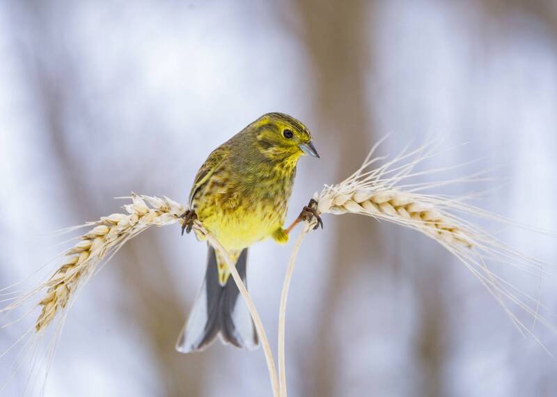 Овсянка фото превью