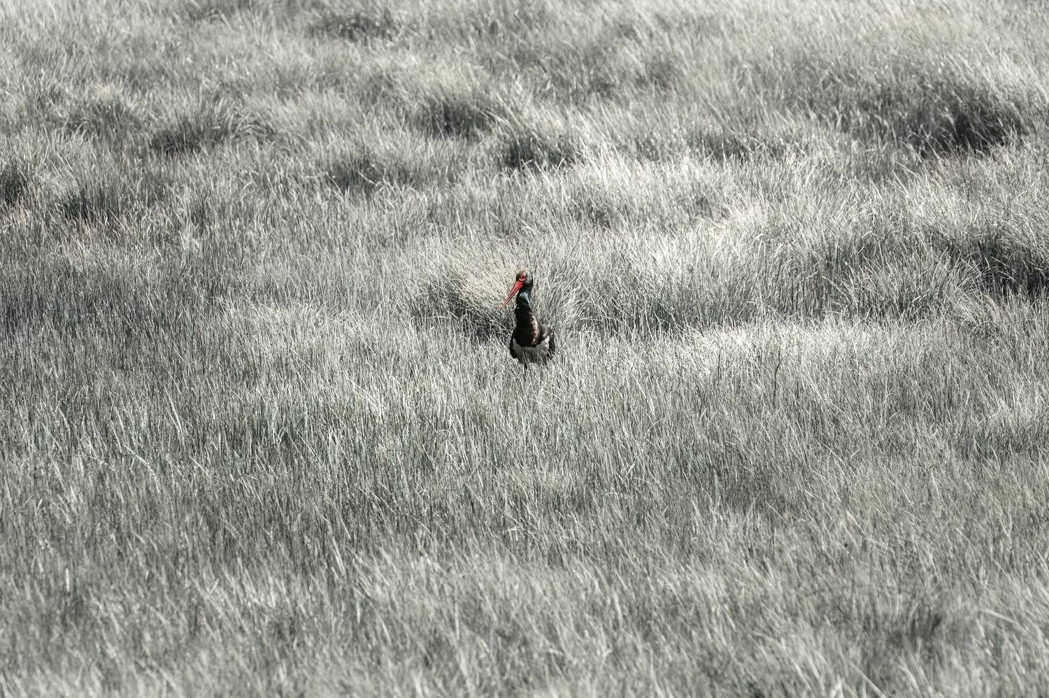 черный аист, горный алтай, улаганский район, аист, Андреева Светлана