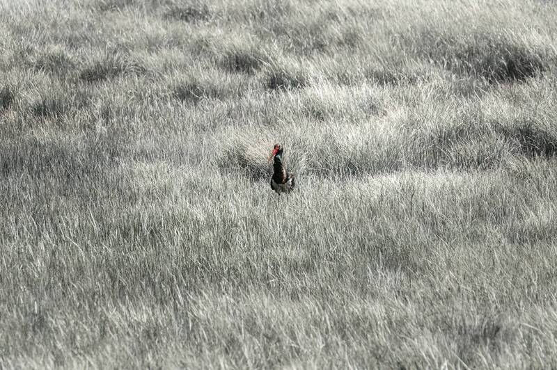черный аист, горный алтай, улаганский район, аист Черный аист фото превью