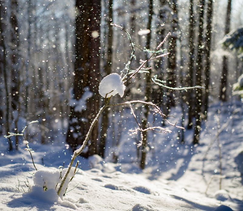 в цвете фото превью