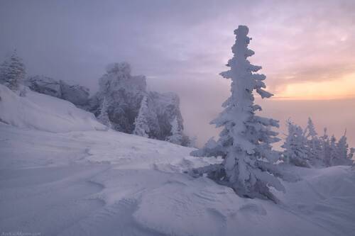Снежные ели и камни