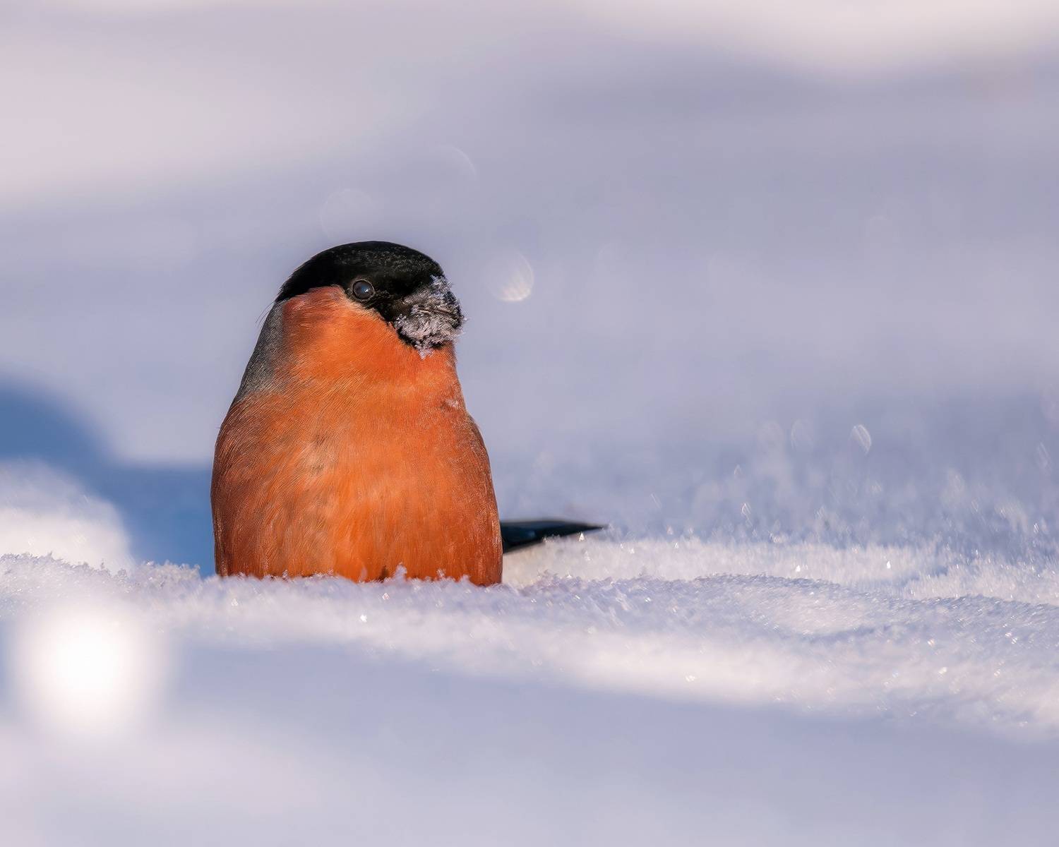 Снегирь, зима, бёрдвотчинг, Ворожцова Марина
