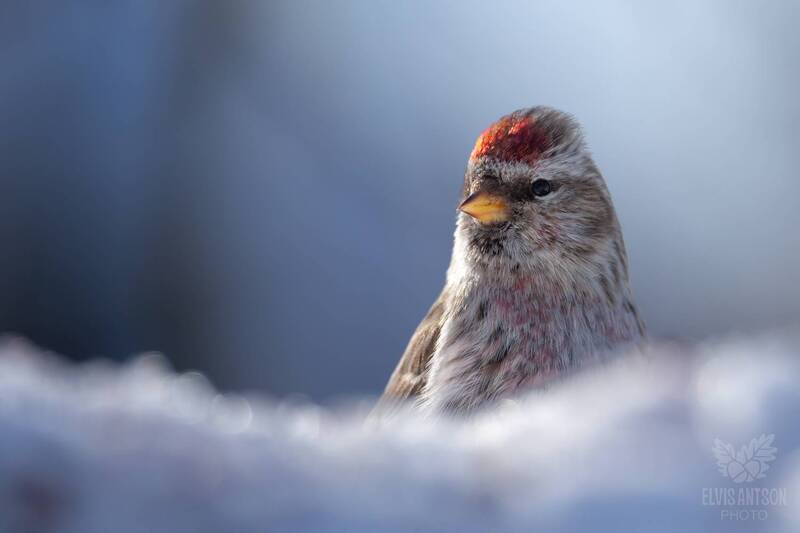 чечётка, птицы, птицы костромской области, братья наши меньшие, птицы россии, зимняя сказка, орнитология, elvisantson С 23 февраля! фото превью