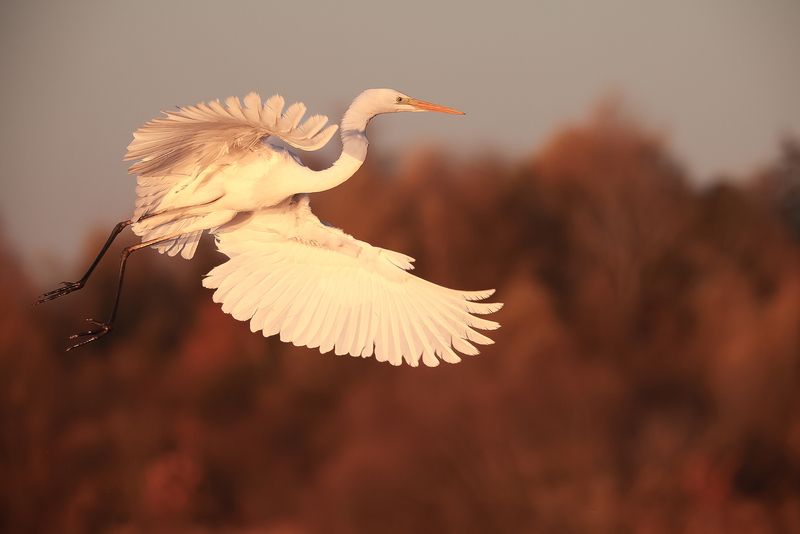 Heron фото превью