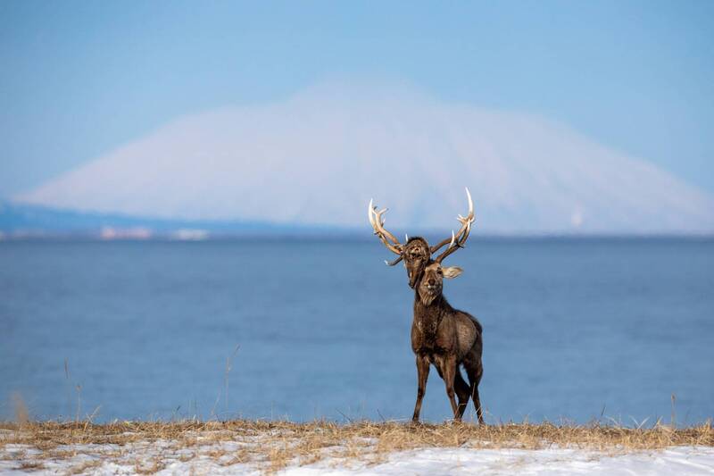 Выживший. фото превью