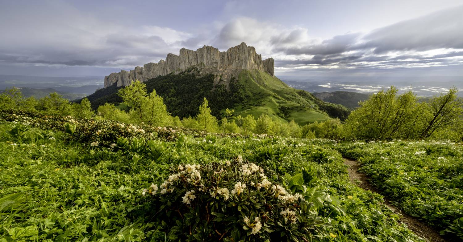 Россия, республика Адыгея, Большой Тхач, рододендрон, Гаврилов Юрий