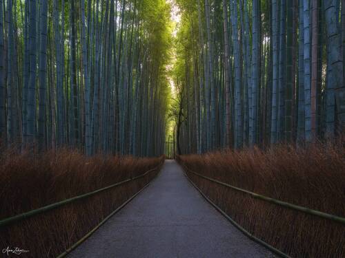 Arashiyama Bamboo Forest