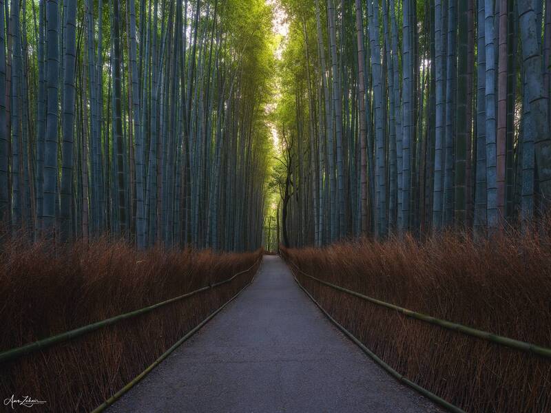 bamboo, forest, japan, kyoto, travel, landscape Arashiyama Bamboo Forest фото превью