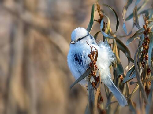 Князёк. (4 фото)