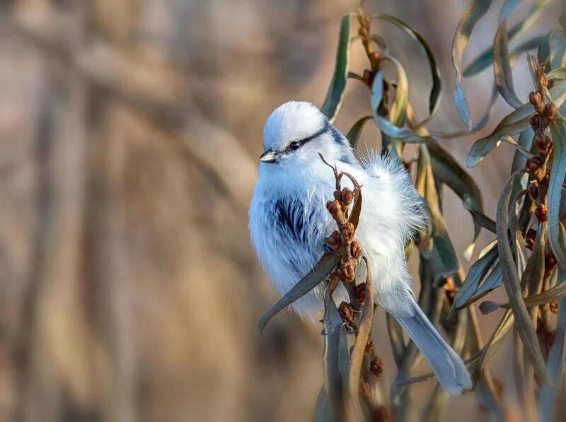 Князёк. (4 фото) фото превью