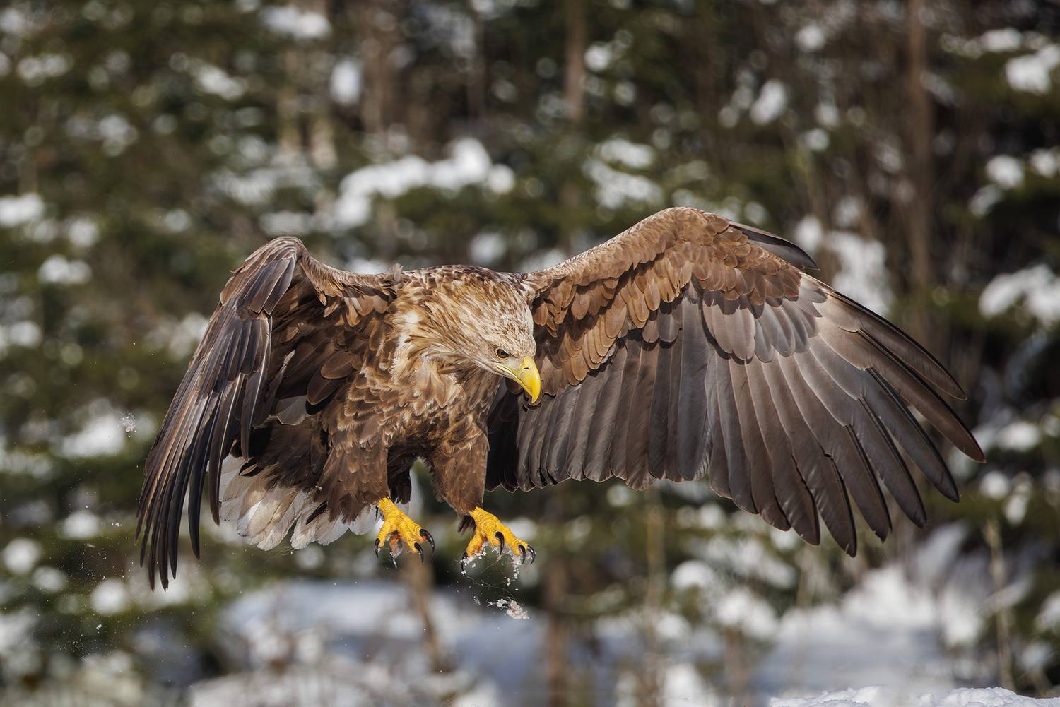 , Морозов Сергей