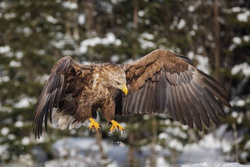 Орлан-белохвост фото превью