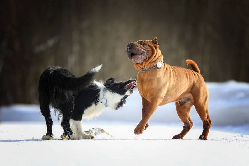 ..... фото превью