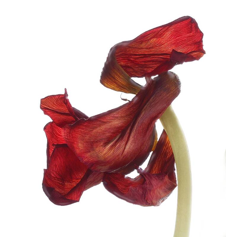 Увядший тюльпан фото превью