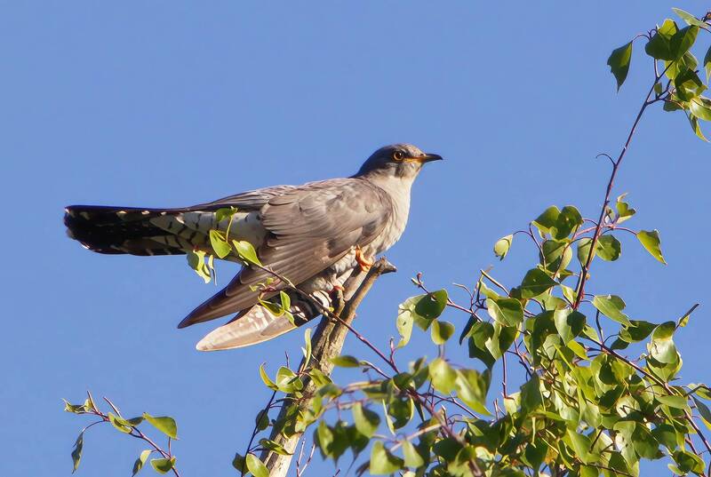 Обыкновенная кукушка фото превью