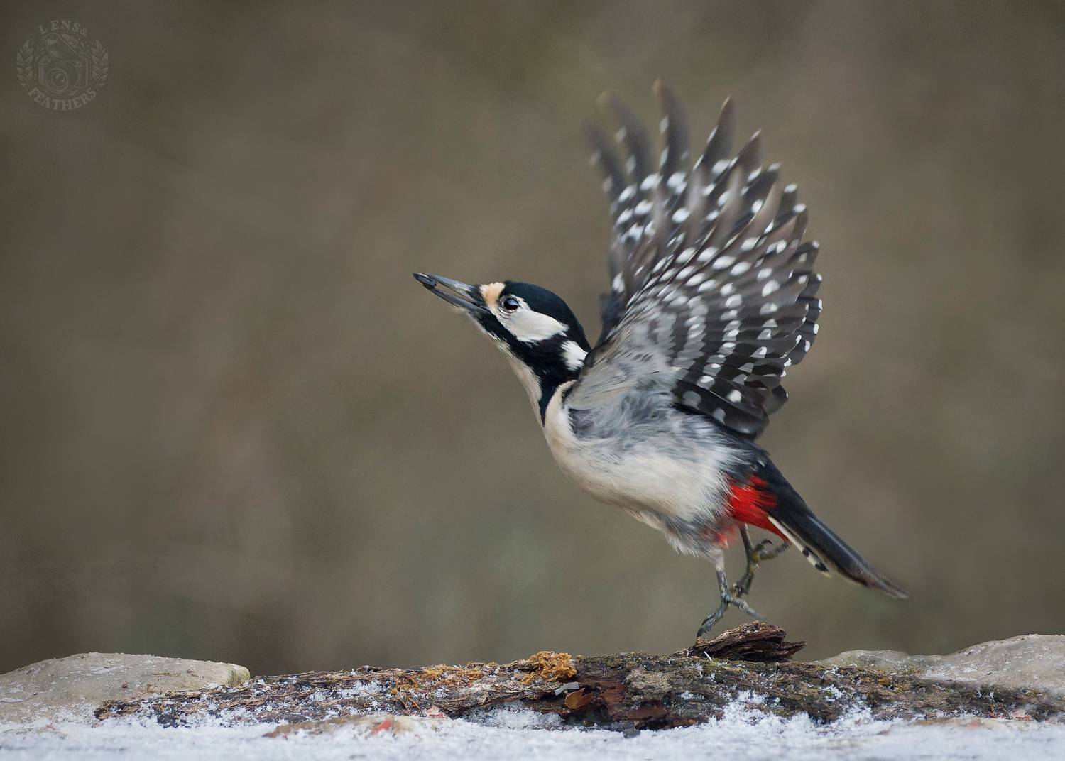 , Евгени Стефанов
