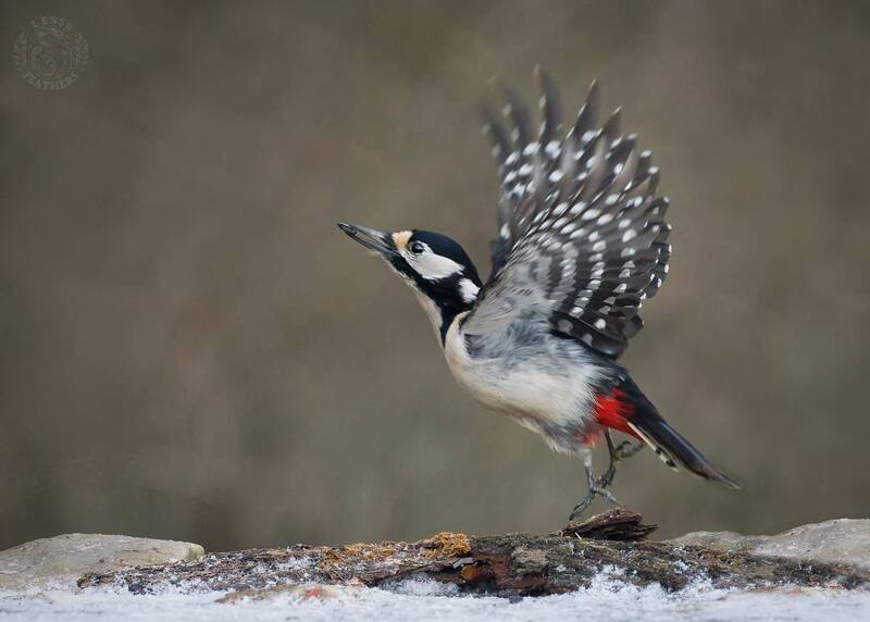 Lens and Feathers фото превью