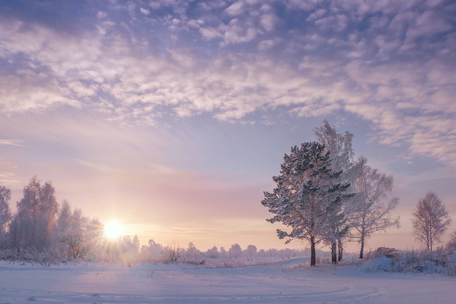 зима, солнце, лес, заккт, Леонтьев Константин