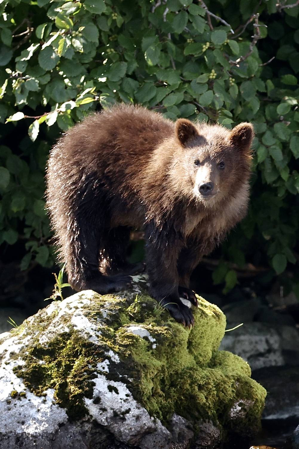 , Голубков Леонид